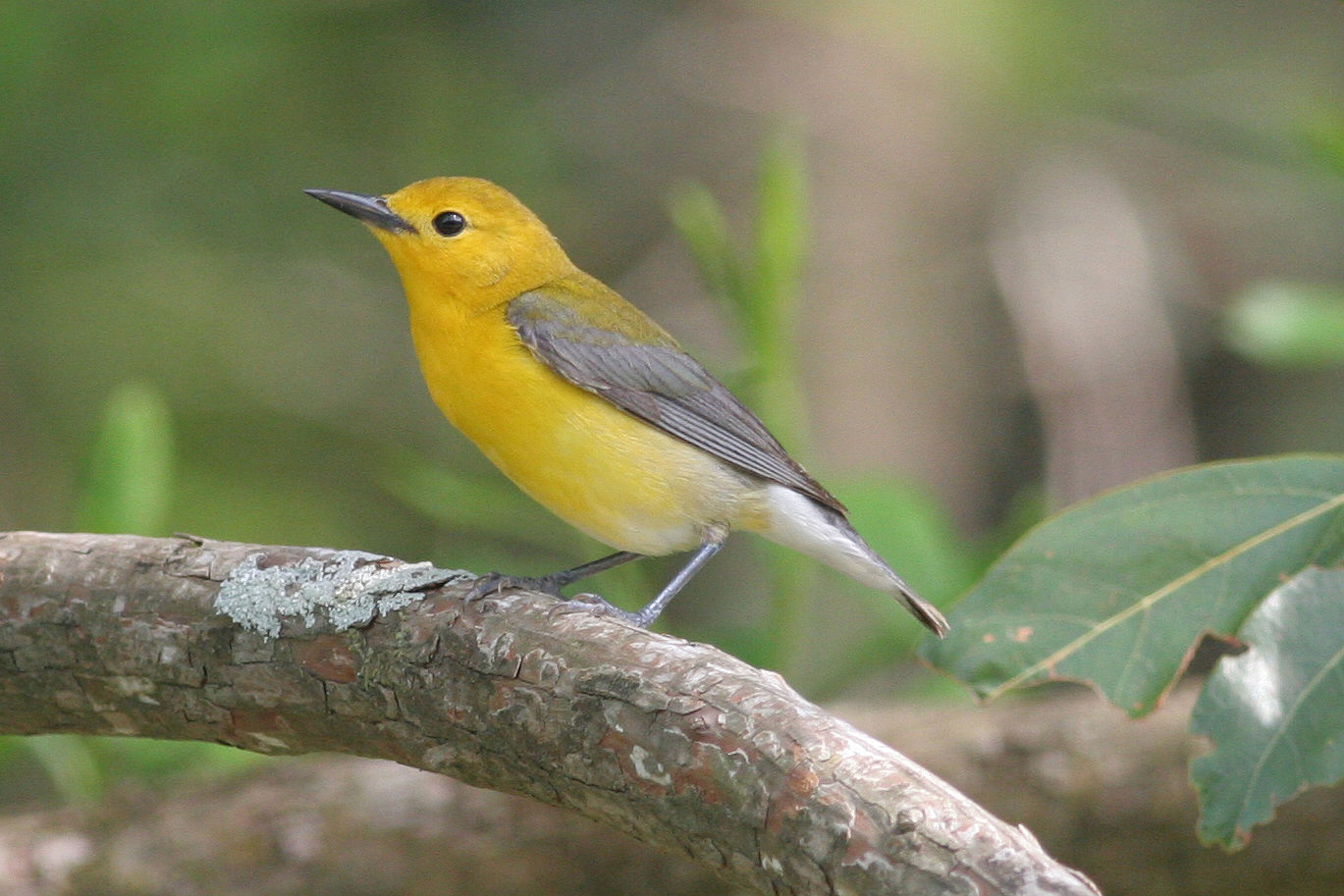 Prothonotary Warbler